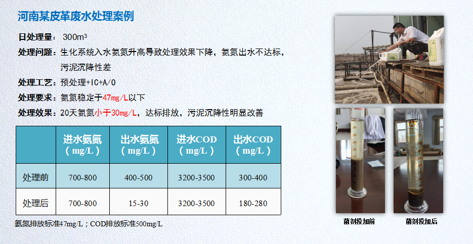 低温氨氮降解菌应用案例