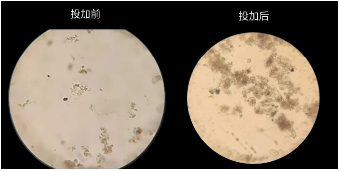 库巴鲁?氨氮激活菌使用前后对比图