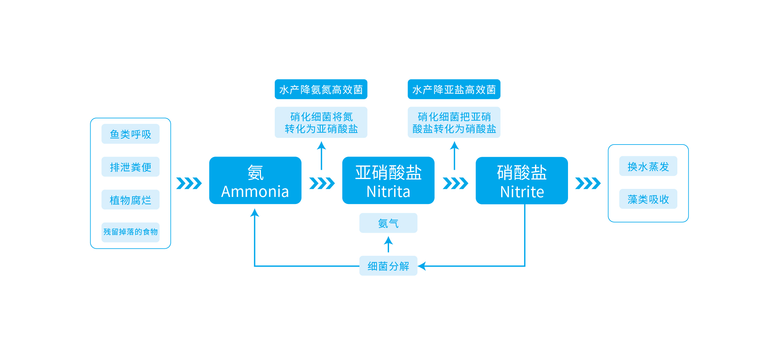 水产养殖生态脱氮原理