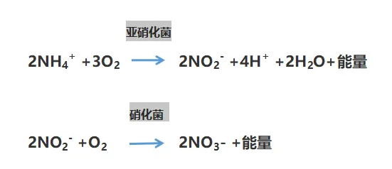 生化脱氮原理