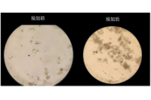 生活污水氨氮超标怎么处理