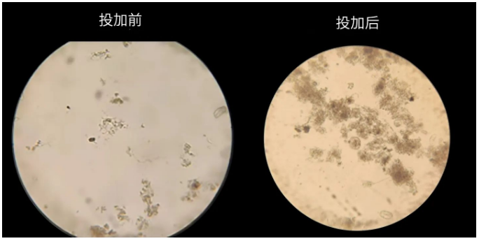 库巴鲁®氨氮激活菌使用前后对比图